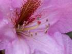 USA-Washington State Rhododendron flower Art Print